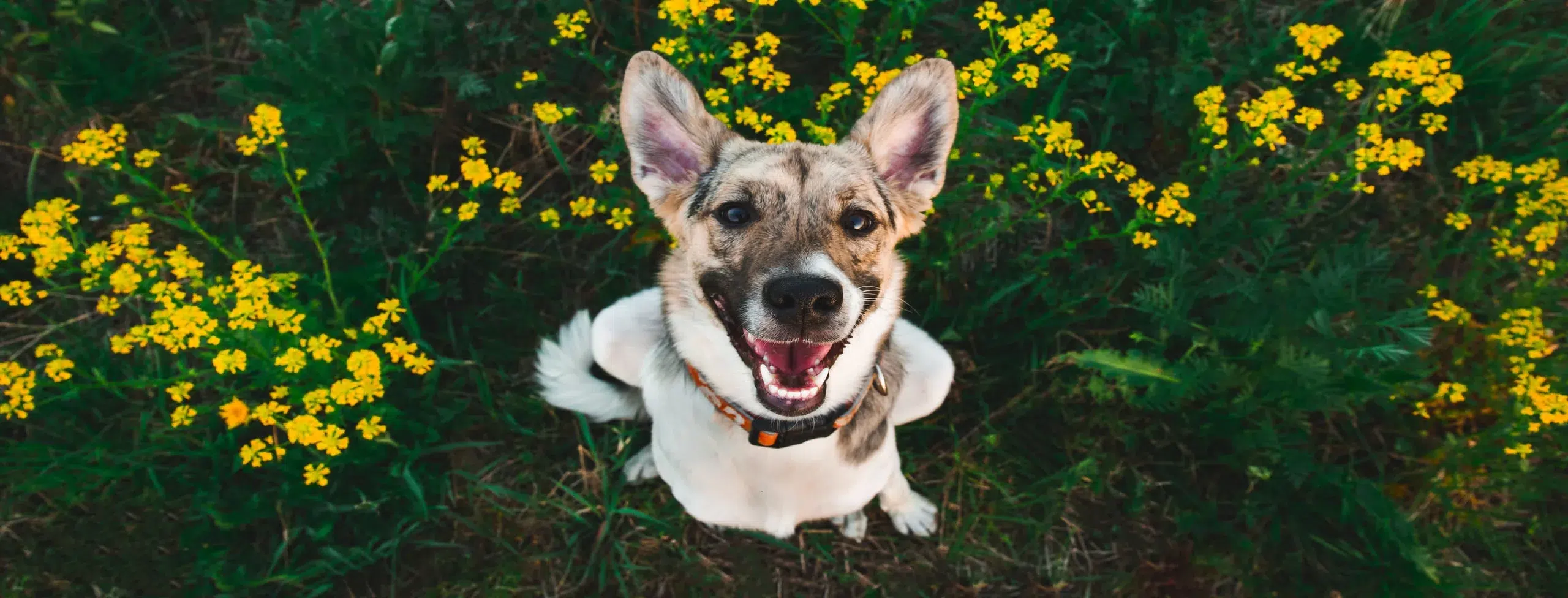 happy dog after an annual exam at the Healthy Hound Co in Chattanooga TN