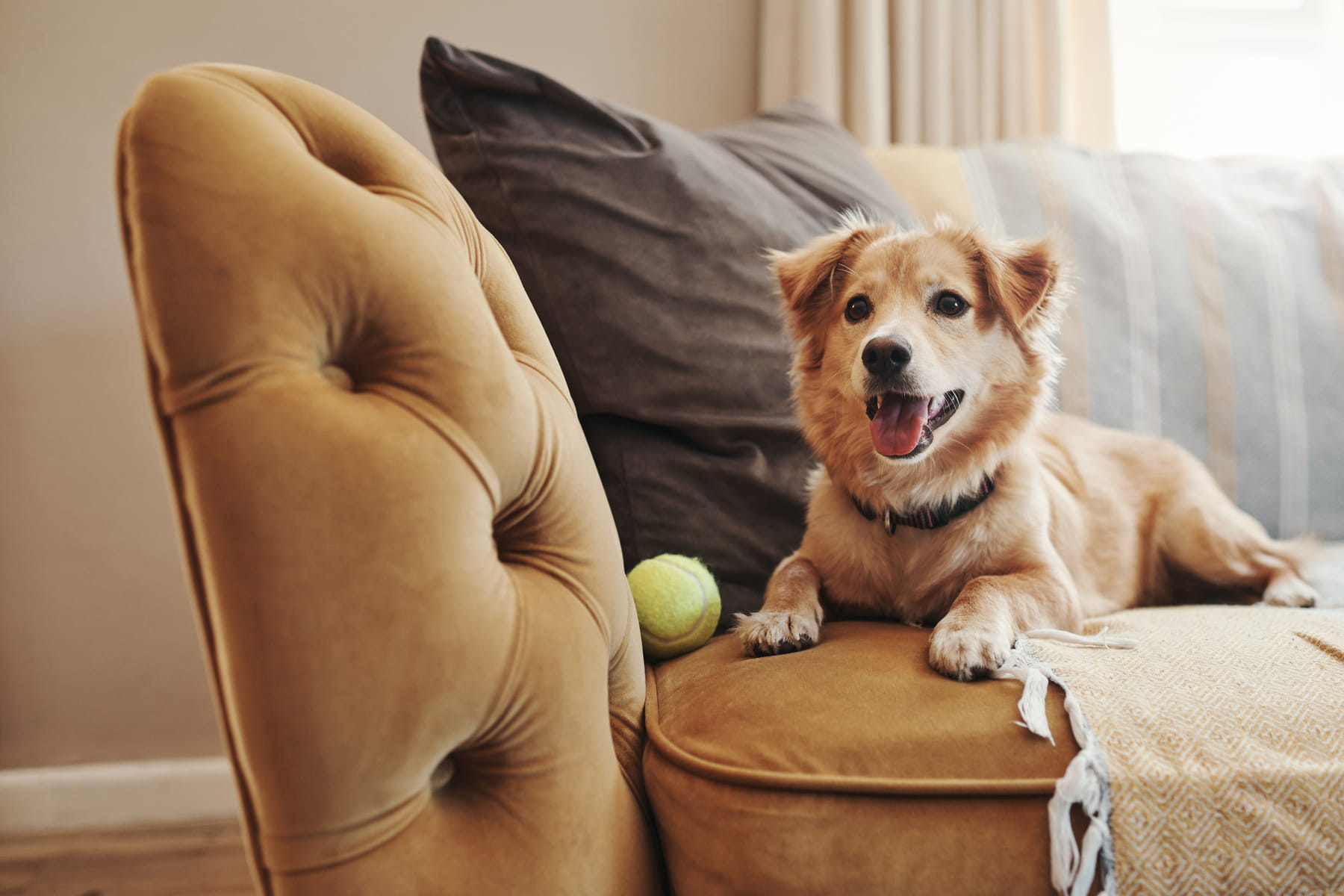 illness treatments for dogs at the Healthy Hound Co in Chattanooga TN