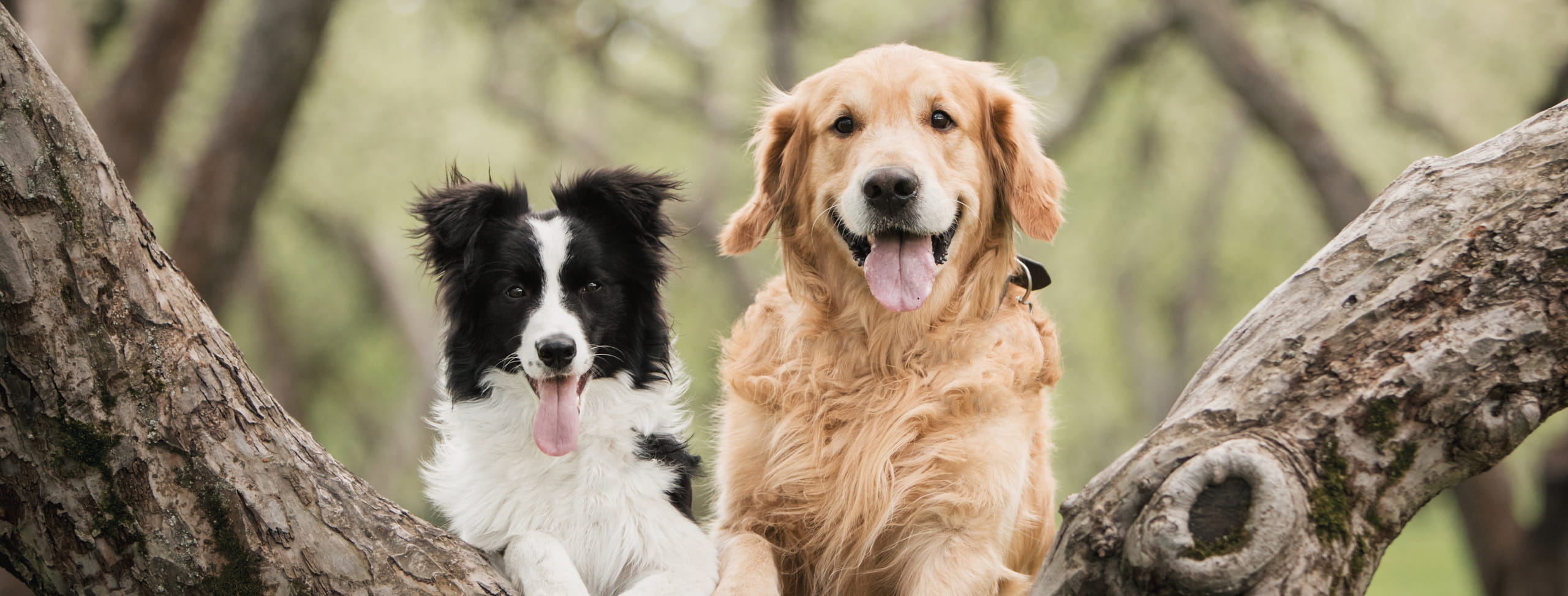 oral surgery for dogs at the Healthy Hound Co in Chattanooga TN