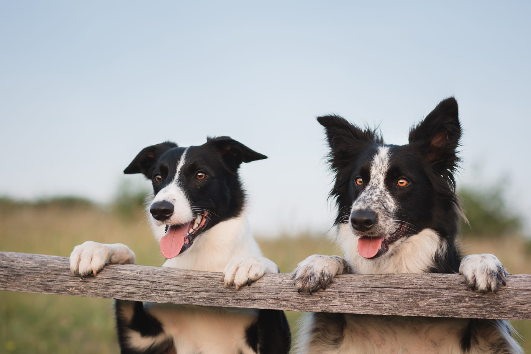 dental surgery for dogs at the Healthy Hound Co in Chattanooga TN