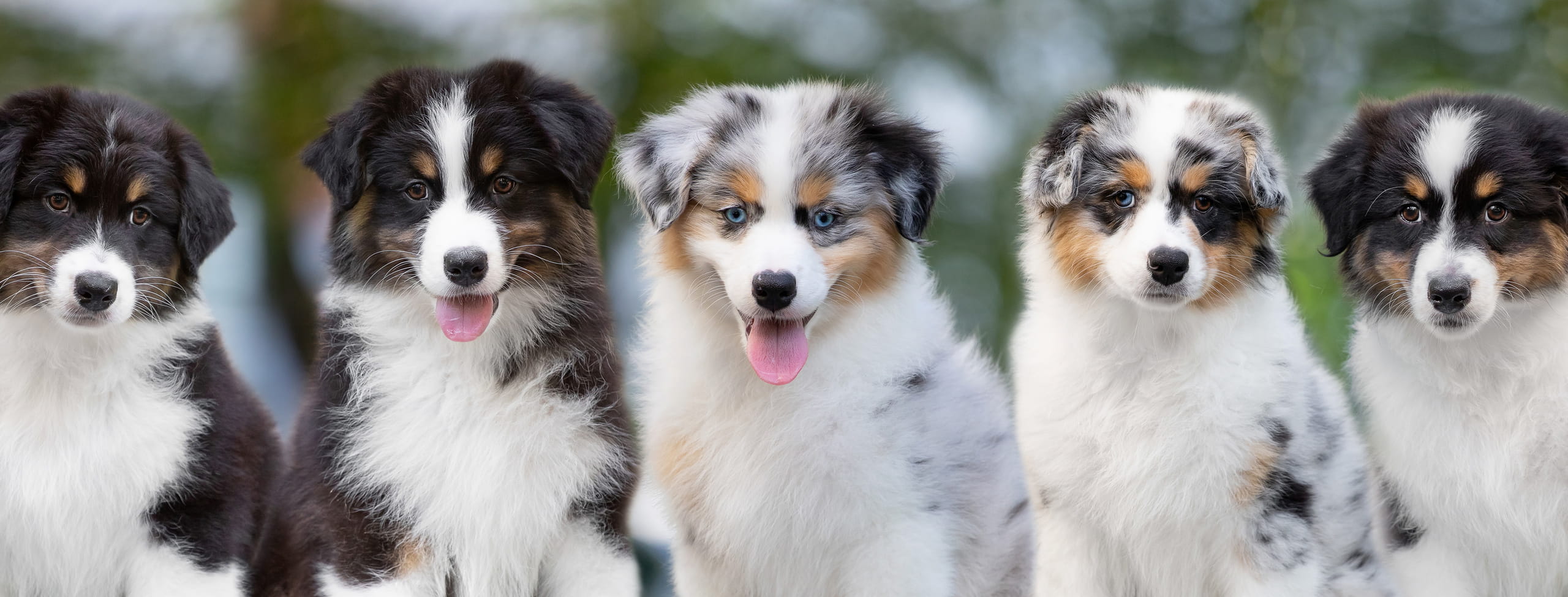 veterinary care for puppies at the Healthy Hound Co in Chattanooga TN