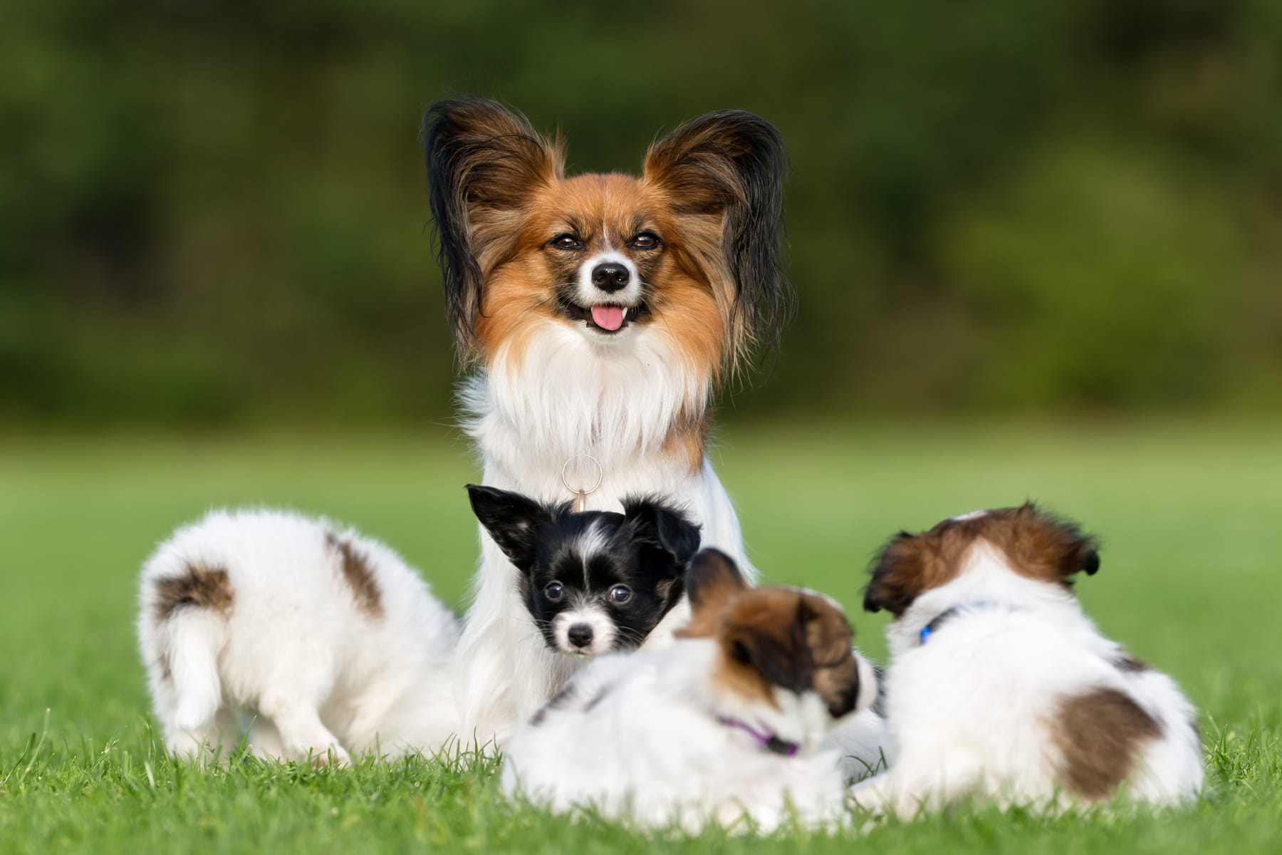 puppy care at the Healthy Hound Co in Chattanooga TN