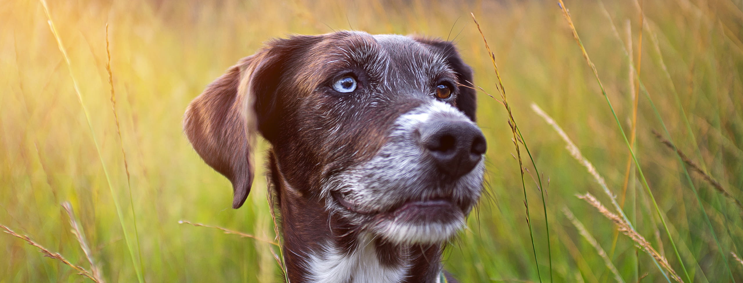 veterinary care for senior canines at the Healthy Hound Co in Chattanooga TN
