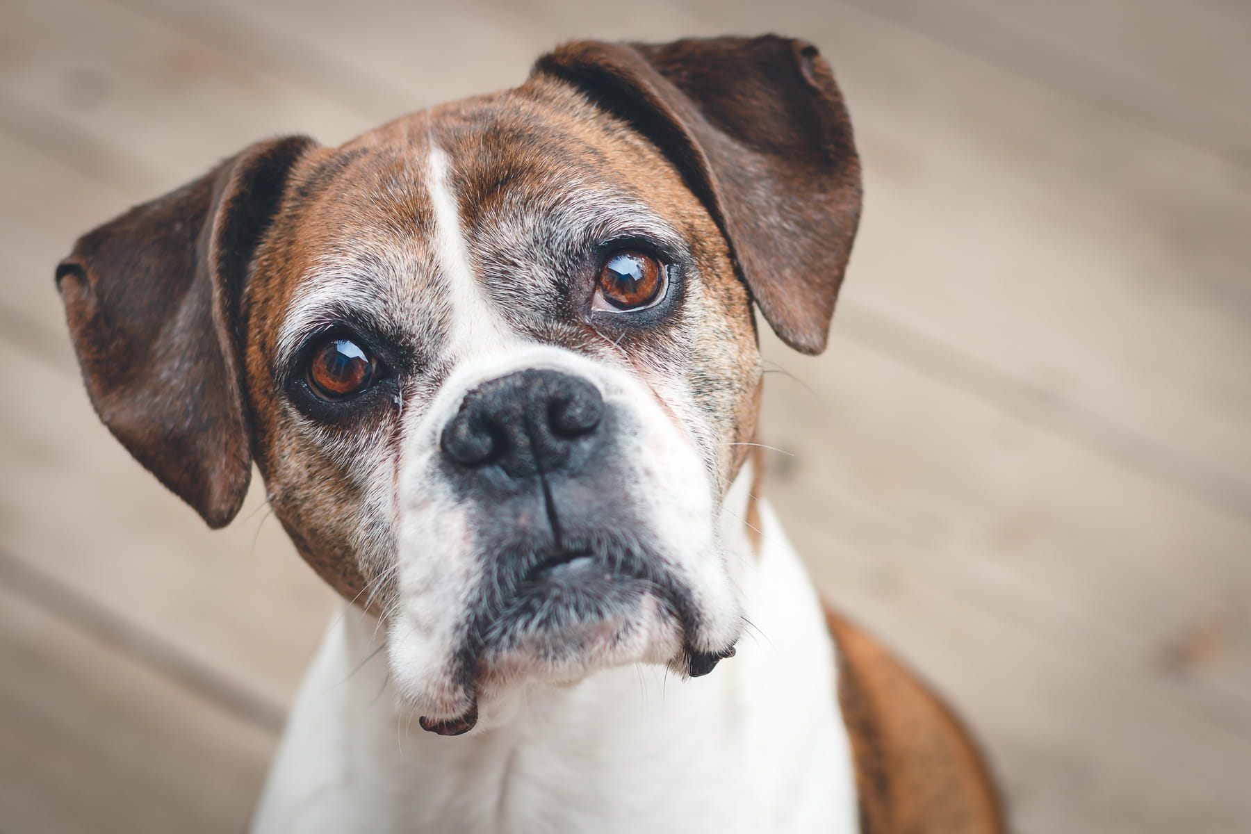 veterinary care for senior dogs at the Healthy Hound Co in Chattanooga TN