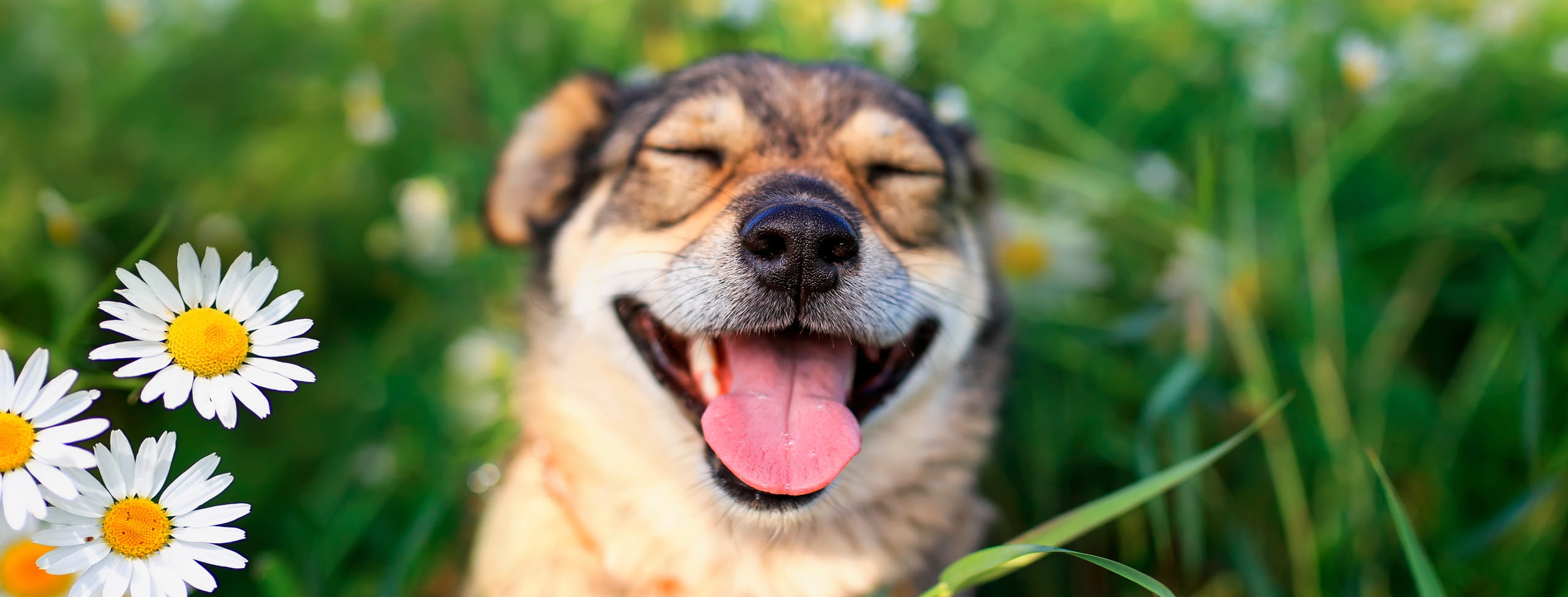 advanced diagnostics for dogs at the Healthy Hound Co in Chattanooga TN