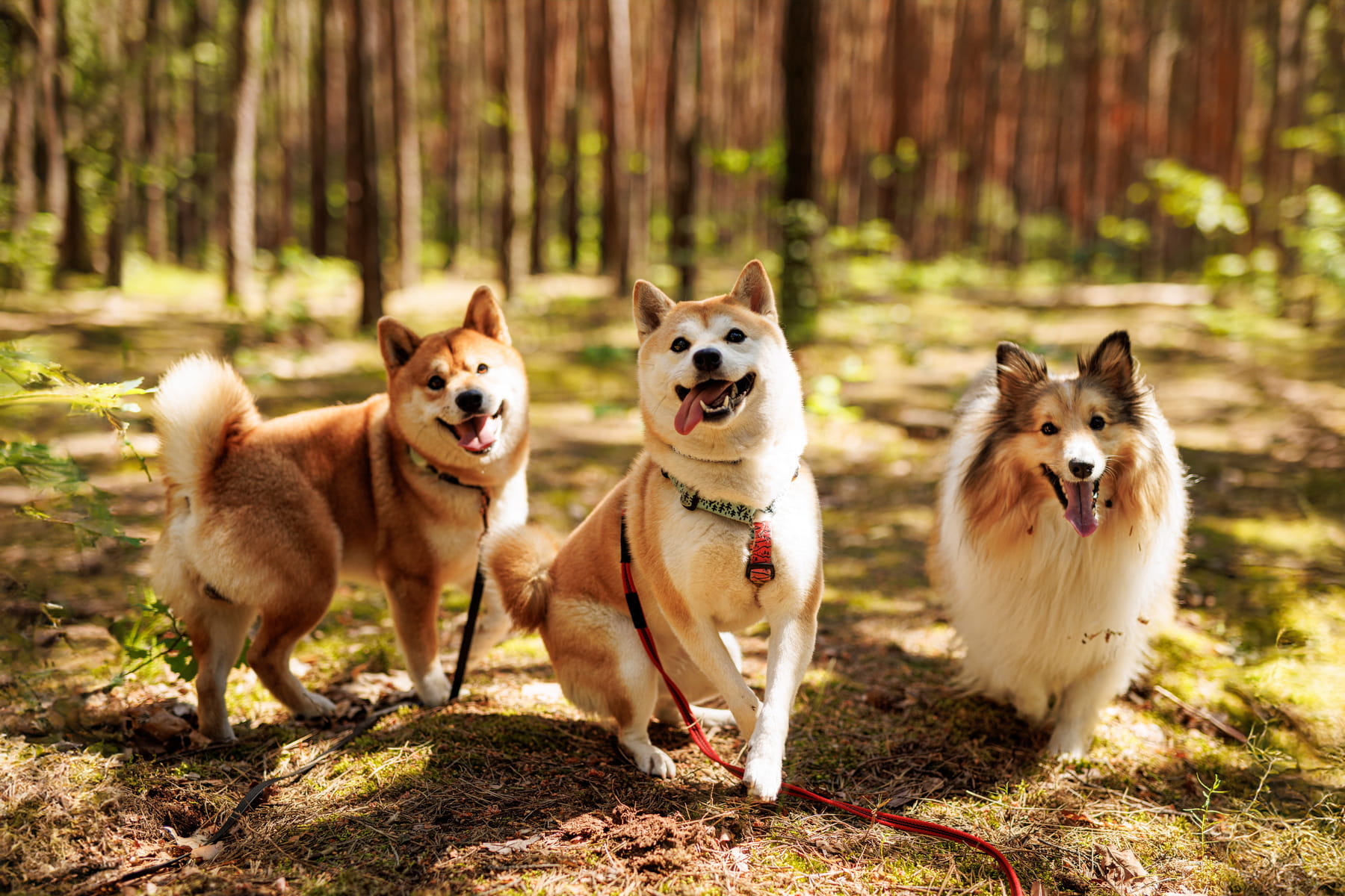 diagnostics for dogs at the Healthy Hound Co in Chattanooga TN
