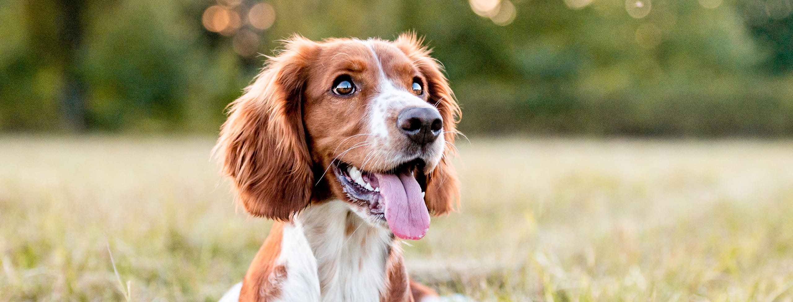canine ultrasounds at the Healthy Hound Co in Chattanooga TN