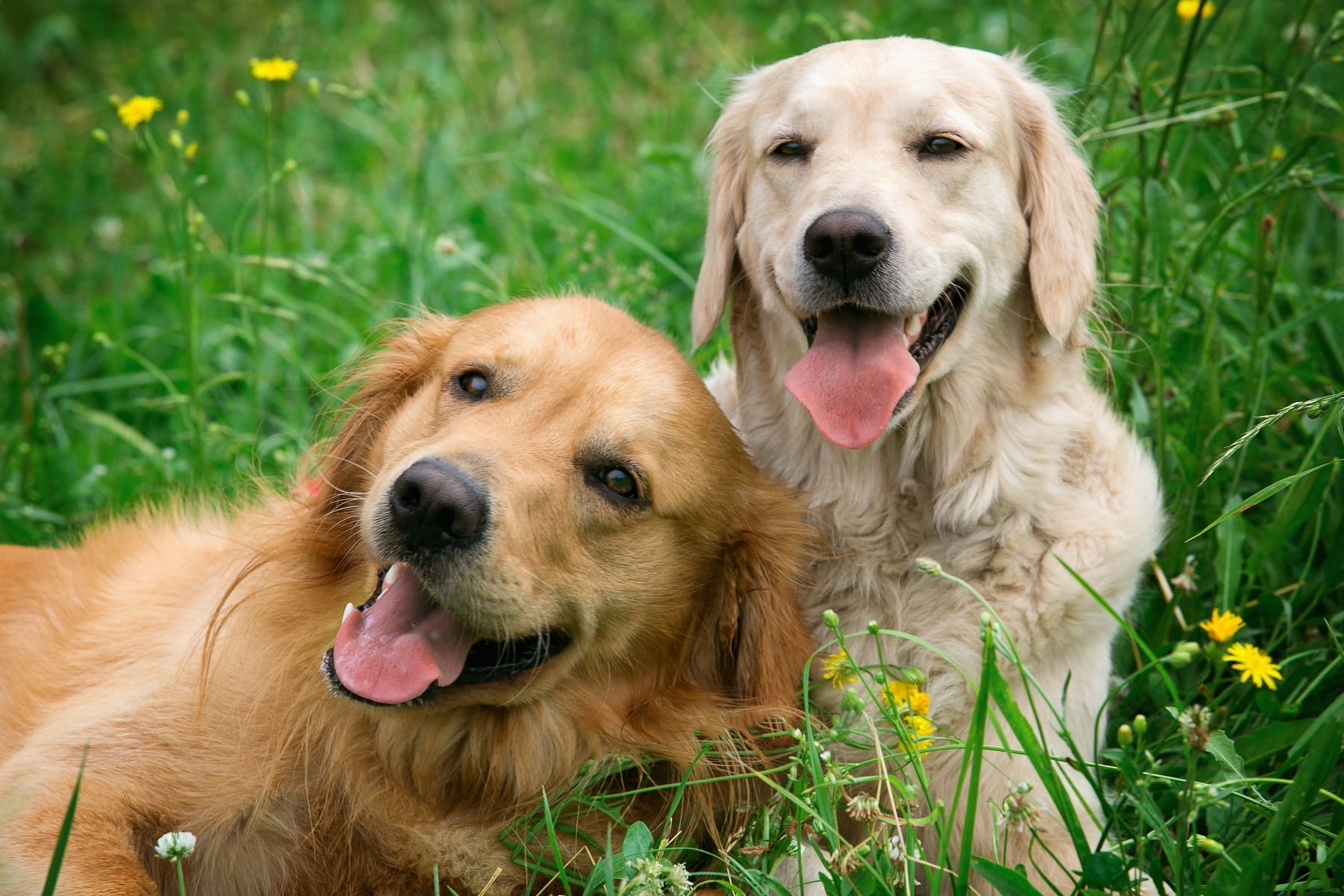 ultrasounds for dogs at the Healthy Hound Co in Chattanooga TN