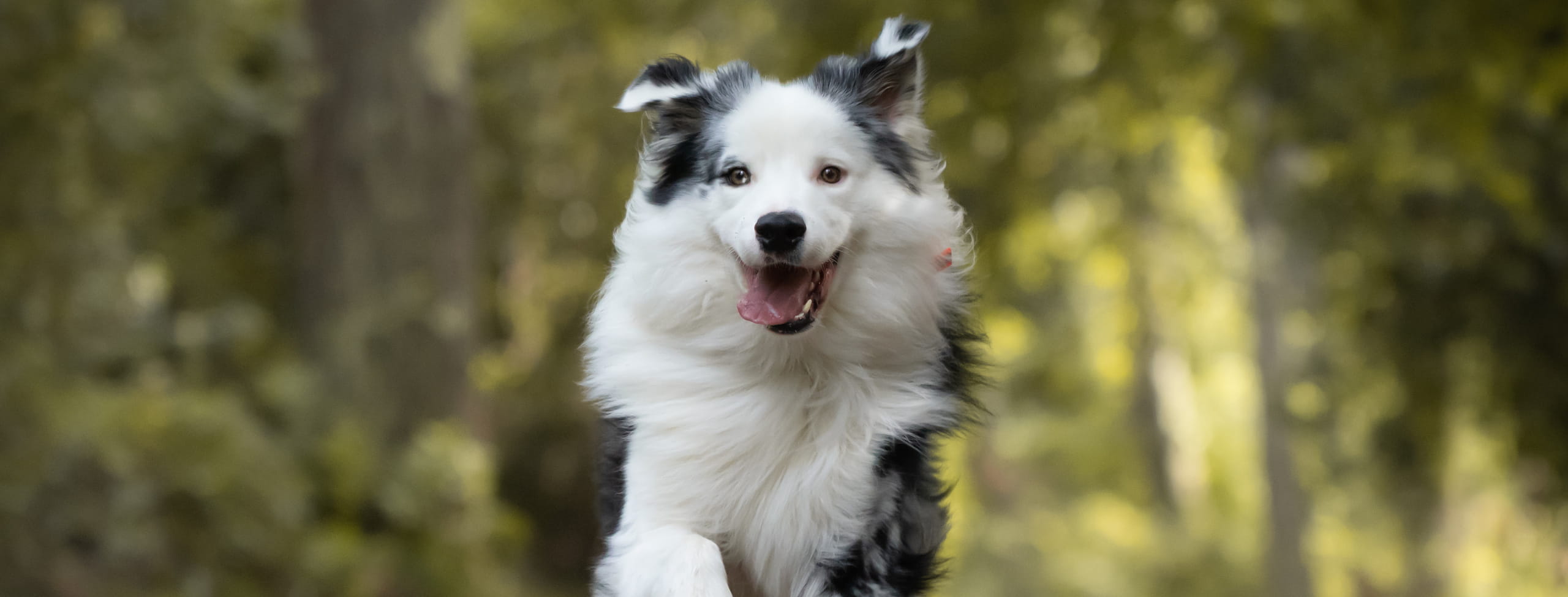 canine injury care at the Healthy Hound Co in Chattanooga TN