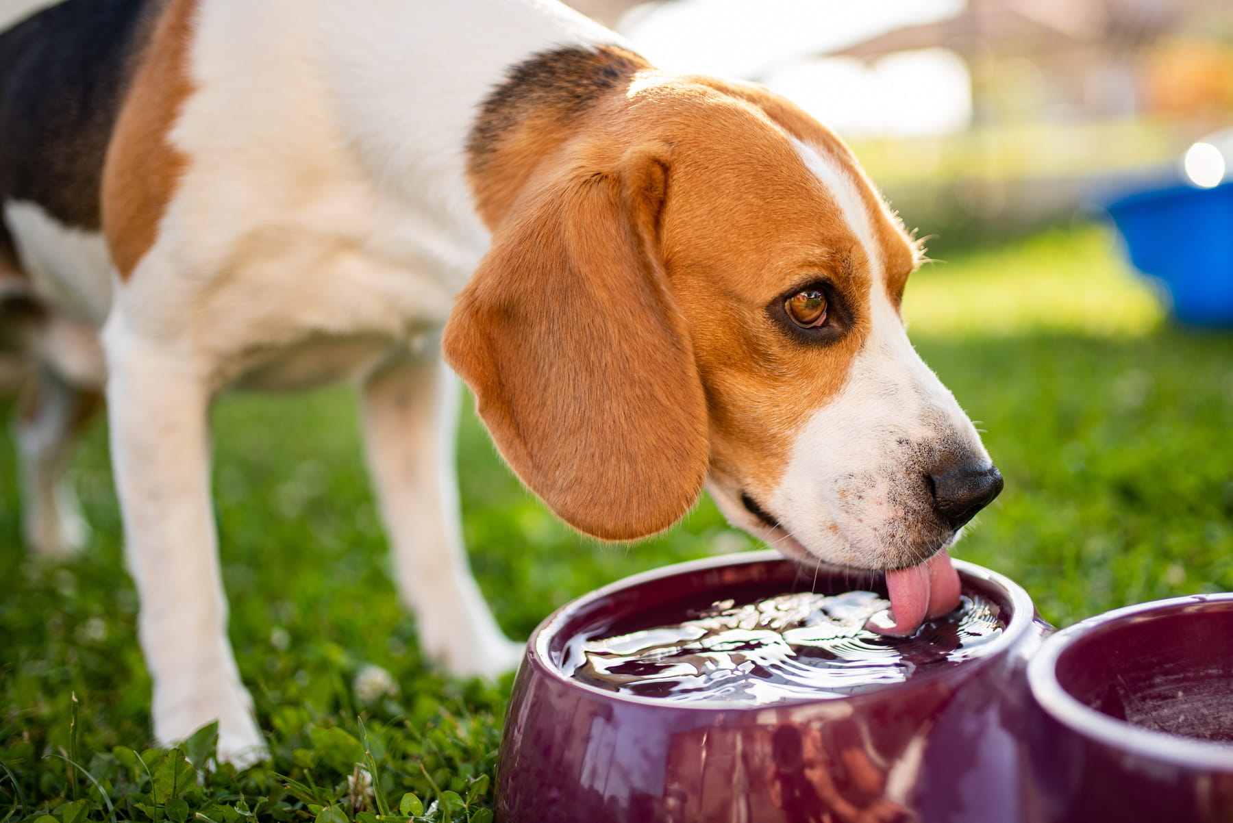 care for dehydrated dogs at the Healthy Hound Co in Chattanooga TN