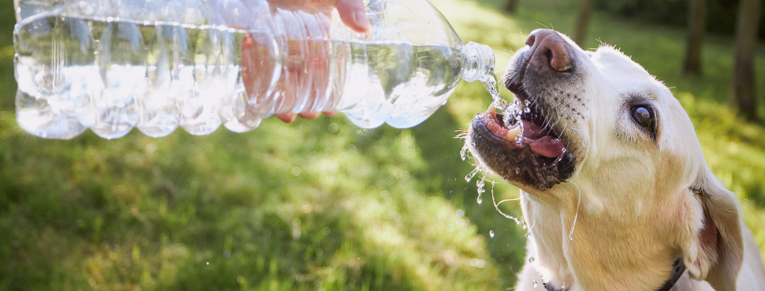 canine dehydration treatments at the Healthy Hound Co in Chattanooga TN